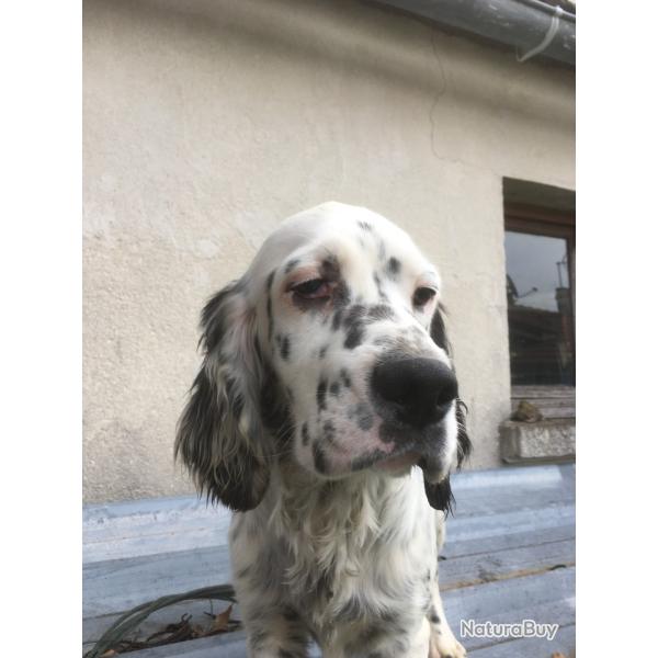 Chiot M�le blue belton setter anglais LOF 5 Mois