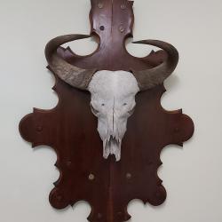 Troph&eacute;e de chasse africaine des ann&eacute;es 50.Troph&eacute;e de buffle en massacre.