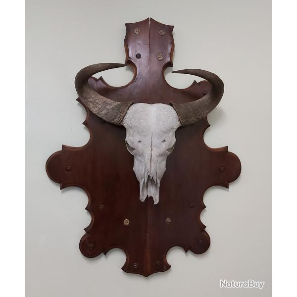 Troph�e de chasse africaine des ann�es 50.Troph�e de buffle en massacre.