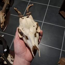 Cr&acirc;ne de chevreuil  #828