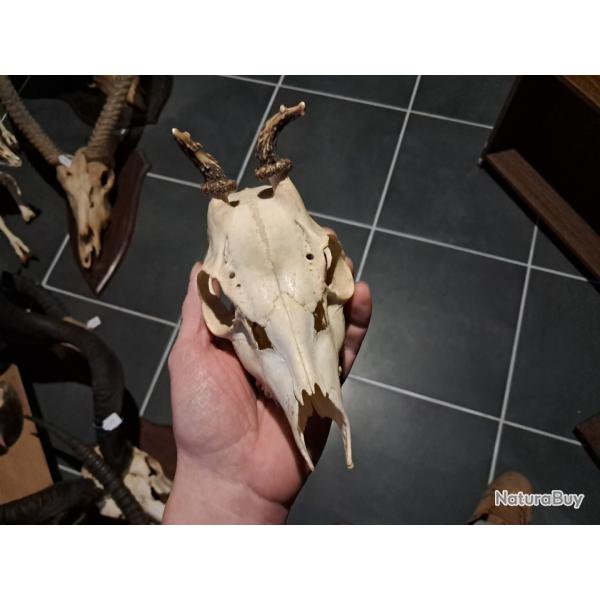 Cr�ne de chevreuil  #828