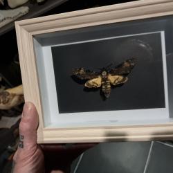 Papillon Sphinx t&ecirc;te de mort en cadre ; Acherontia atropos #9