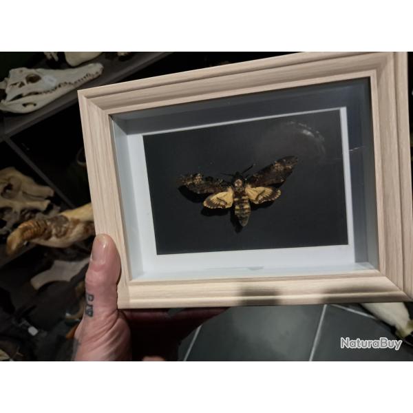 Papillon Sphinx t�te de mort en cadre ; Acherontia atropos #9