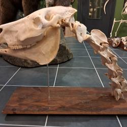 Cou de cheval ; Equus caballus ; montage ost&eacute;ologique