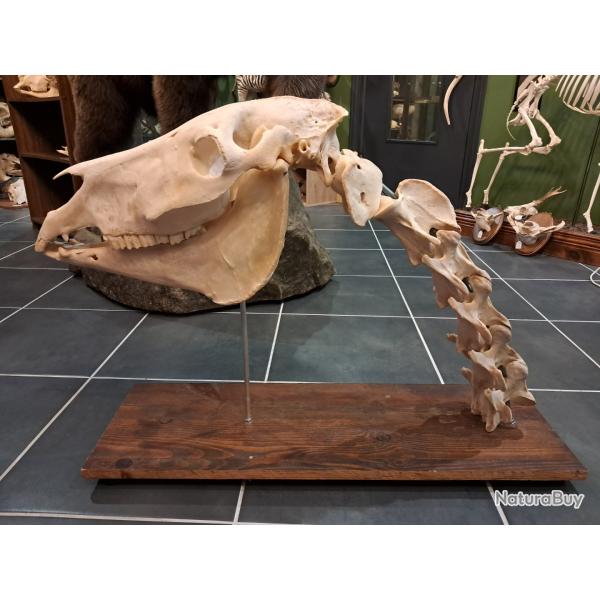 Cou de cheval ; Equus caballus ; montage ost�ologique