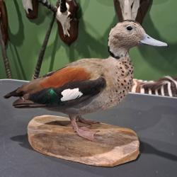 Taxidermie de Sarcelle &agrave; collier noir (Callonetta leucophrys)