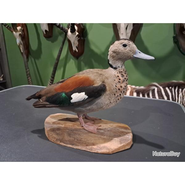 Taxidermie de Sarcelle � collier noir (Callonetta leucophrys)