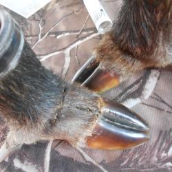 pieds de sanglier en cendrier