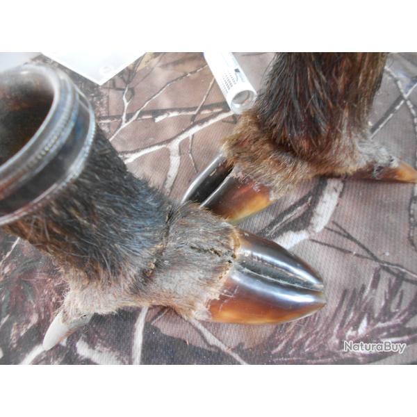 pieds de sanglier en cendrier