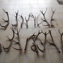 bois de cerf longueur environ 50 a 60 cm dans leur jus poids environ 10 kilo pour le lot de 16 bois