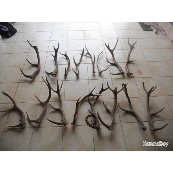 bois de cerf longueur environ 50 a 60 cm dans leur jus poids environ 10 kilo pour le lot de 16 bois