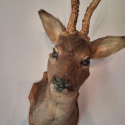 Troph&eacute;e Chevreuil