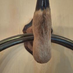 Pat&egrave;re pied de chevreuil