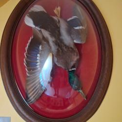 Globe canard col vert