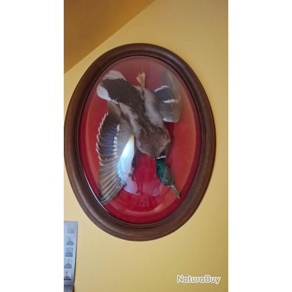 Globe canard col vert