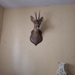 T&ecirc;te de chevreuil