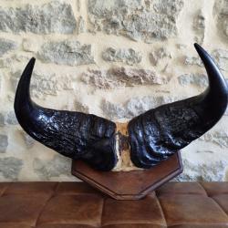 Troph&eacute;e de Buffle