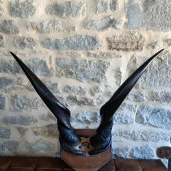 Troph&eacute;e d'eland du cap