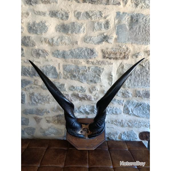 Troph�e d'eland du cap