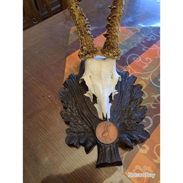 Troph�e de brocard avec sa medaille de bronze