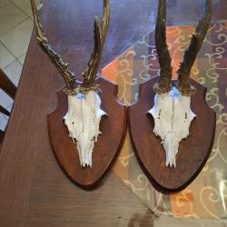 Iot de deux troph&eacute;e de brocard