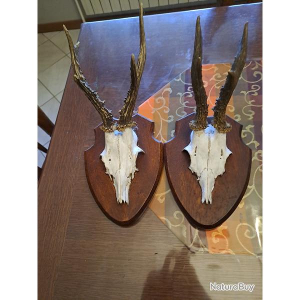 Iot de deux troph�e de brocard