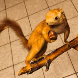 Bel &eacute;cureuil empaill&eacute; datant de 1969