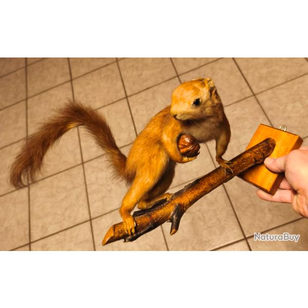 Bel �cureuil empaill� datant de 1969