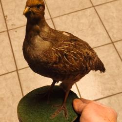 Perdrix empaill&eacute;e