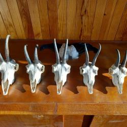 Troph&eacute;e chamois