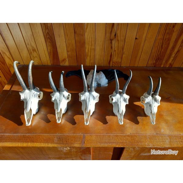 Troph�e chamois