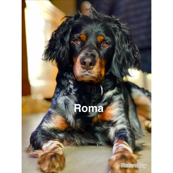 � R�server Chiots �pagneul Breton LOF