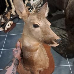 Taxidermie de chevreuil ; Capreolus capreolus #L1712(2)