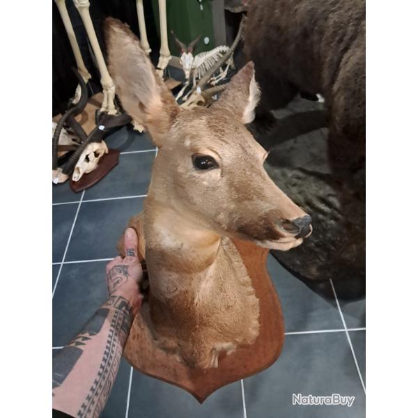 Taxidermie de chevreuil ; Capreolus capreolus #L1712(2)