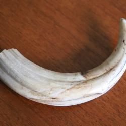 Grande dent de phacoch&egrave;re