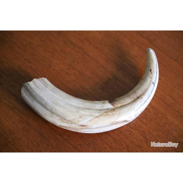 Grande dent de phacoch�re