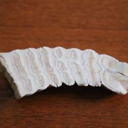 Fragment de dent de mammouth