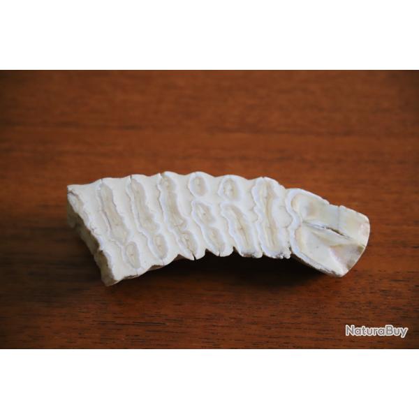 Fragment de dent de mammouth