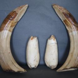 Troph&eacute;e de dents d'hippopotame