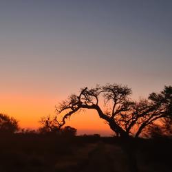 OFFRE EXCEPTIONNELLE-PACKAGE 5 ANIMAUX -AFRIQUE DU SUD