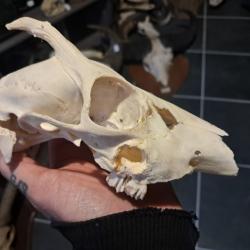 Cr&acirc;ne de chevreuil avec abc&egrave;s  #23123