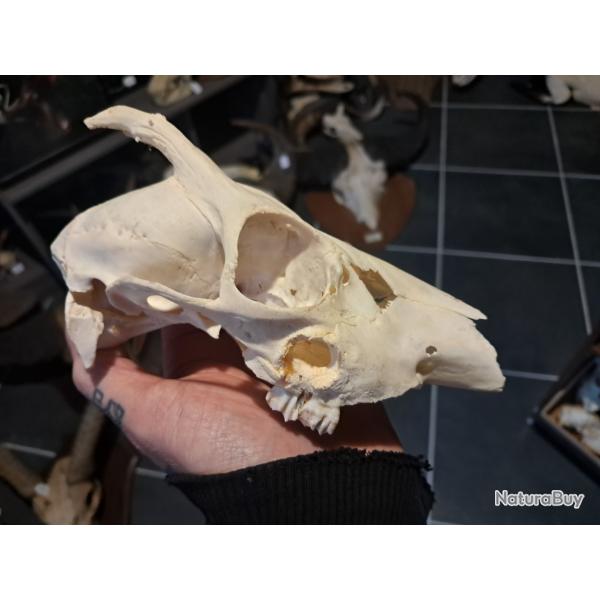 Cr�ne de chevreuil avec abc�s  #23123