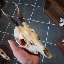 Cr&acirc;ne de chevreuil  #830