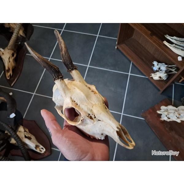 Cr�ne de chevreuil  #830