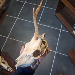 Cr&acirc;ne de chevreuil  #831