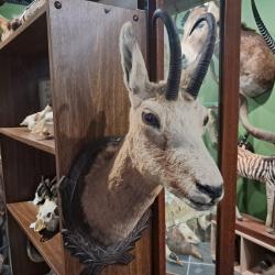 Taxidermie t&ecirc;te de chamois ; Rupicapra rupicapra #1912