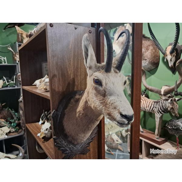 Taxidermie t�te de chamois ; Rupicapra rupicapra #1912