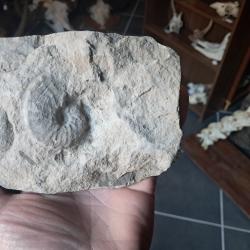 Ammonite #1