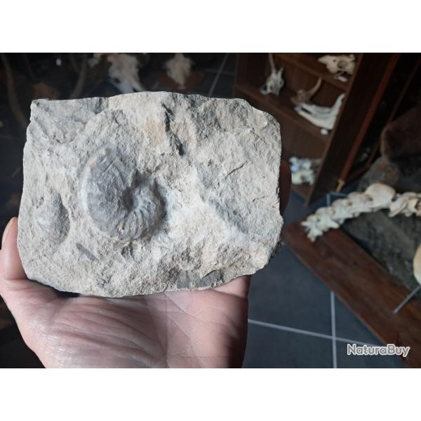 Ammonite #1