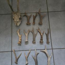 Lot de 14 bois de chevreuil